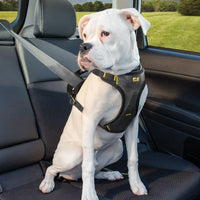 Impact Dog Car Harness