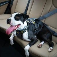 Impact Dog Car Harness