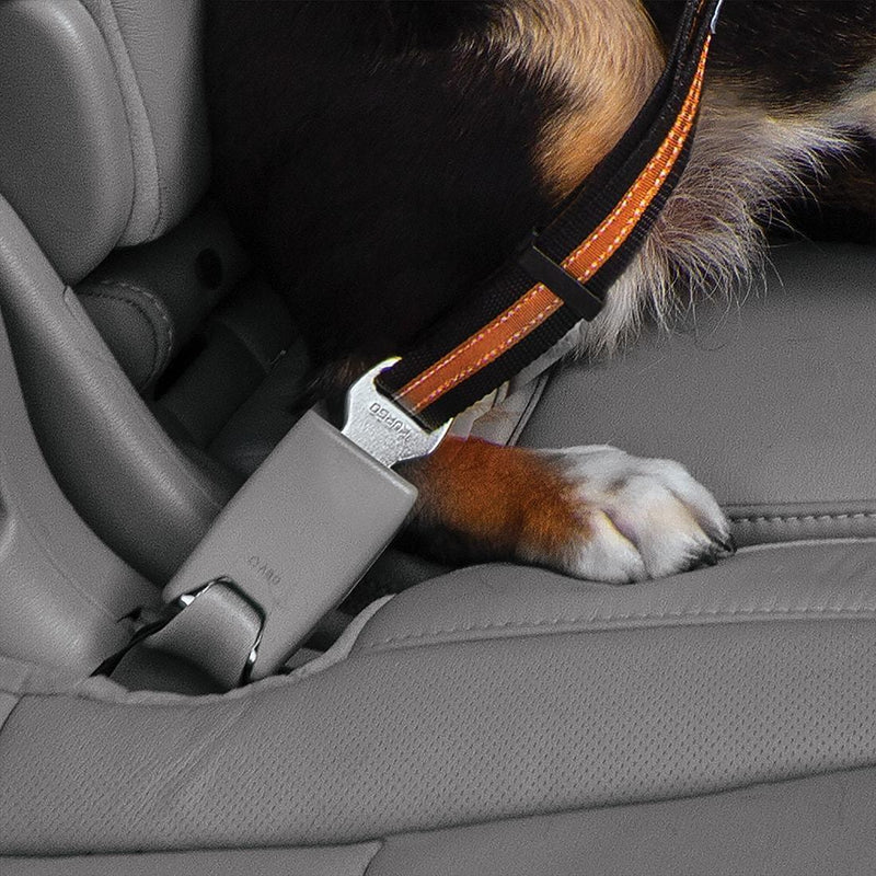 Kurgo direct shop to seatbelt tether